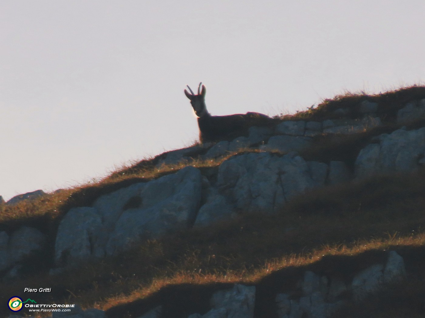 24 Dall'alto un camoscio ci osserva.JPG